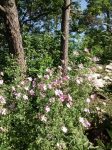 Common Mallow