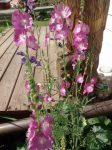 IMG_20160723_095526677