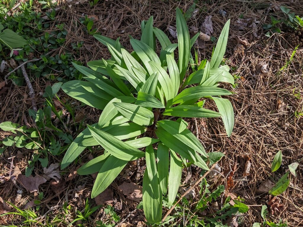 It’s That Time of Year, Wild Leek Season THE WALTERS POST